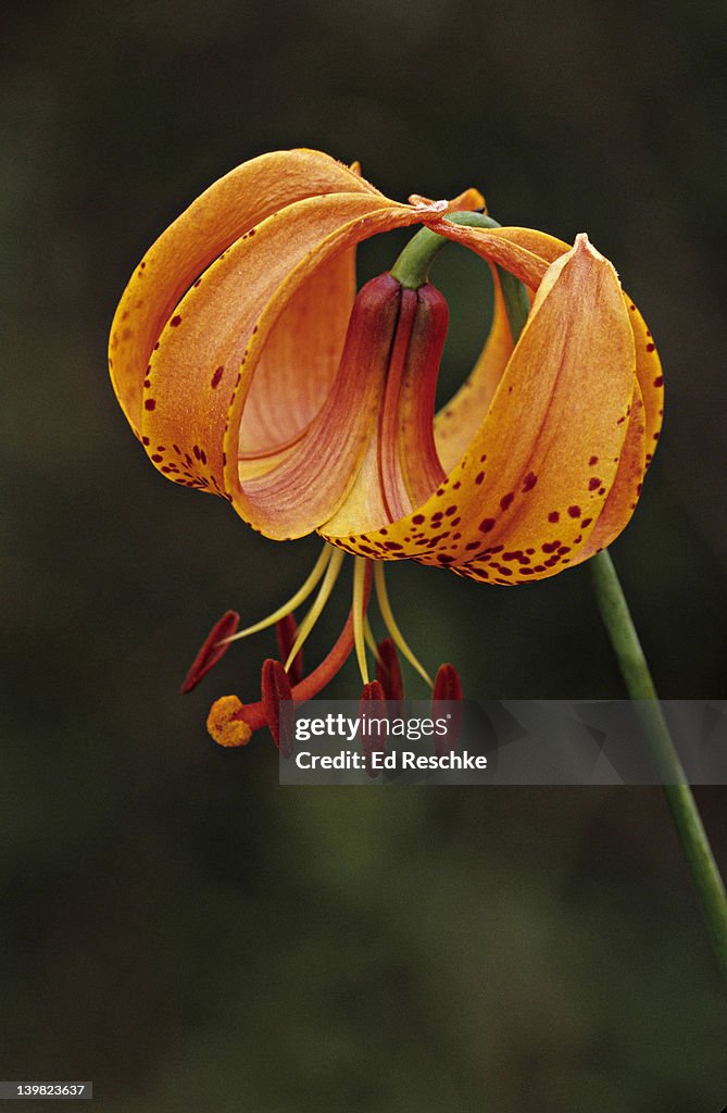 MICHIGAN LILY, WILDFLOWER. Lilium michiganense. A beautiful wildflower, member of the Lily Family, a Midwestern species. Muskegon, Michigan.