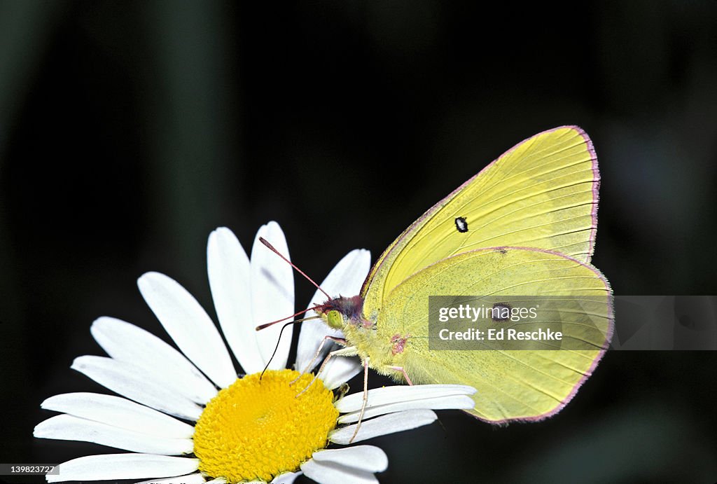 PINK-EDGED SULPHUR, COLIAS SPP, ON FLOWER, MICHIGAN, USA