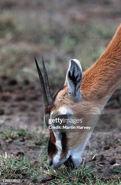 thomson s gazelle grazing, gazella thomsoni, east africa. - grass grazer stock pictures, royalty-free photos & images