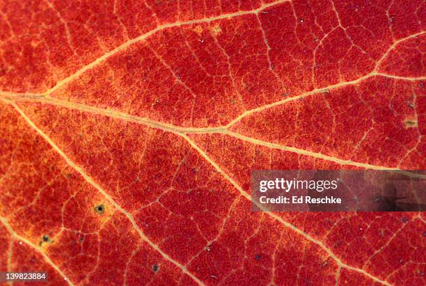 closeup of bigtooth aspen leaf, populus grandidentata, showing netted venation or vein arrangement. mi, usa v dicot characteristic. - populus grandidentata stock pictures, royalty-free photos & images
