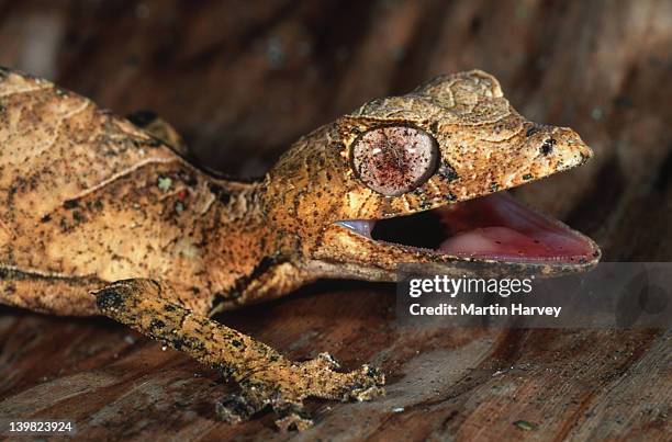 leaf-tailed gecko uroplatus phantasticus camouflaged to resemble dry leaves madagascar â© m. harvey ma_gec_p_004 - uroplatus phantasticus ストックフォトと画像