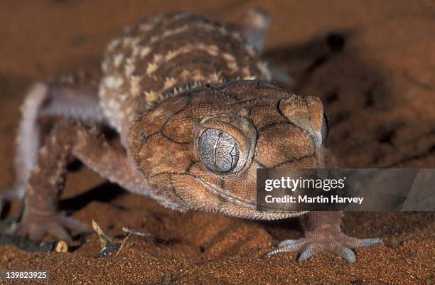 rough knob-tailed gecko. nephrurus amyae. australia. - australian gecko stock pictures, royalty-free photos & images