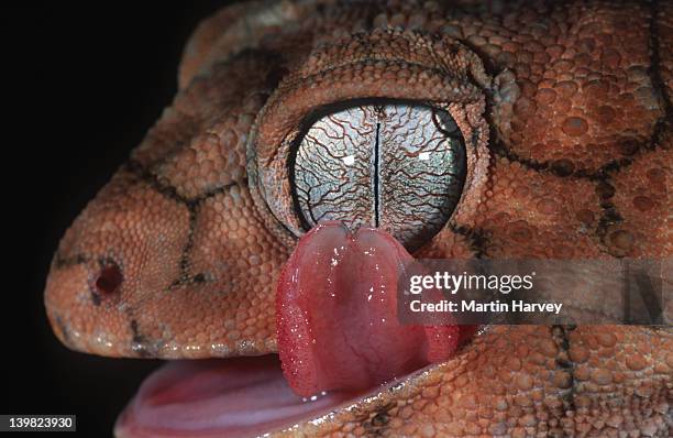 rough knob-tailed gecko, nephrurus amyae. cleaning eye with tongue. large terrestrial gecko. australia. - australian gecko stock pictures, royalty-free photos & images
