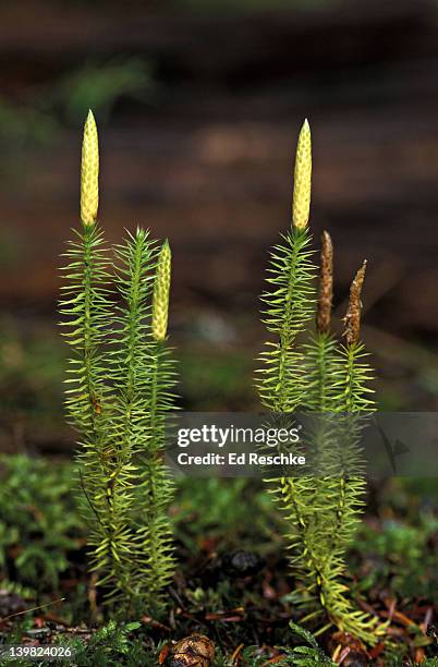 stiff clubmoss, lycopodium annotinum. primitive vascular plant. michigan. usa - lycopodiaceae stock pictures, royalty-free photos & images