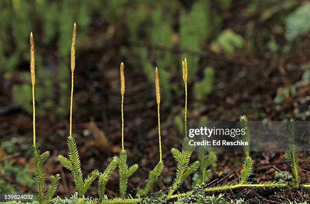 staghorn clubmoss, lycopodium clavatum, moist woods. strobili (cones) make spores. - lycopodiaceae stock pictures, royalty-free photos & images