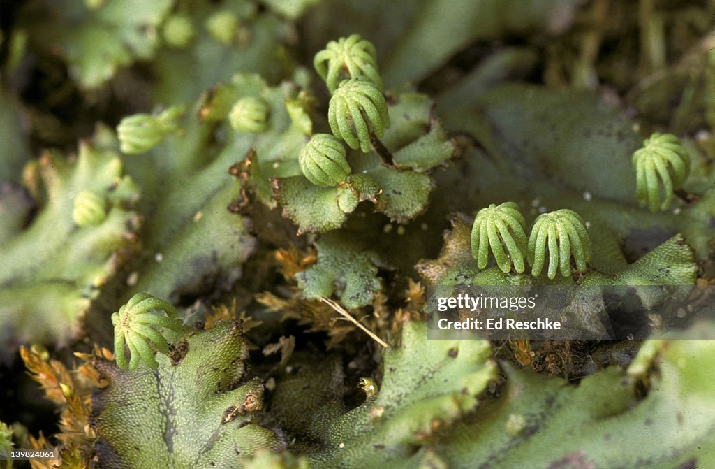 Liverwort (Marchantia). Female gametophytes bear archegonia & eggs.