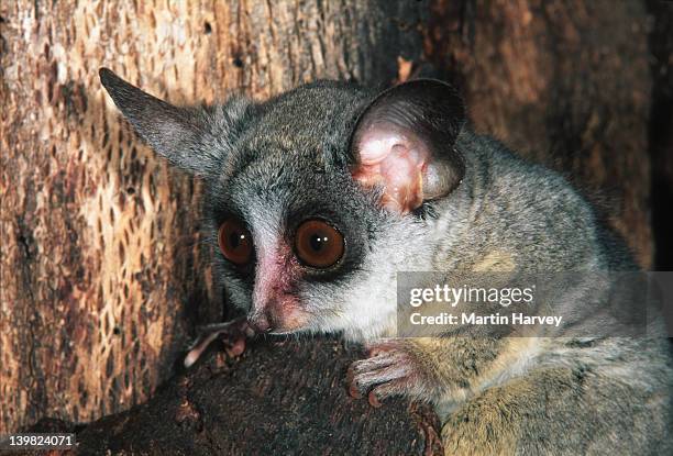 Bush Baby Lesser Lesser Bush Baby Photos and Premium High Res Pictures - Getty Images
