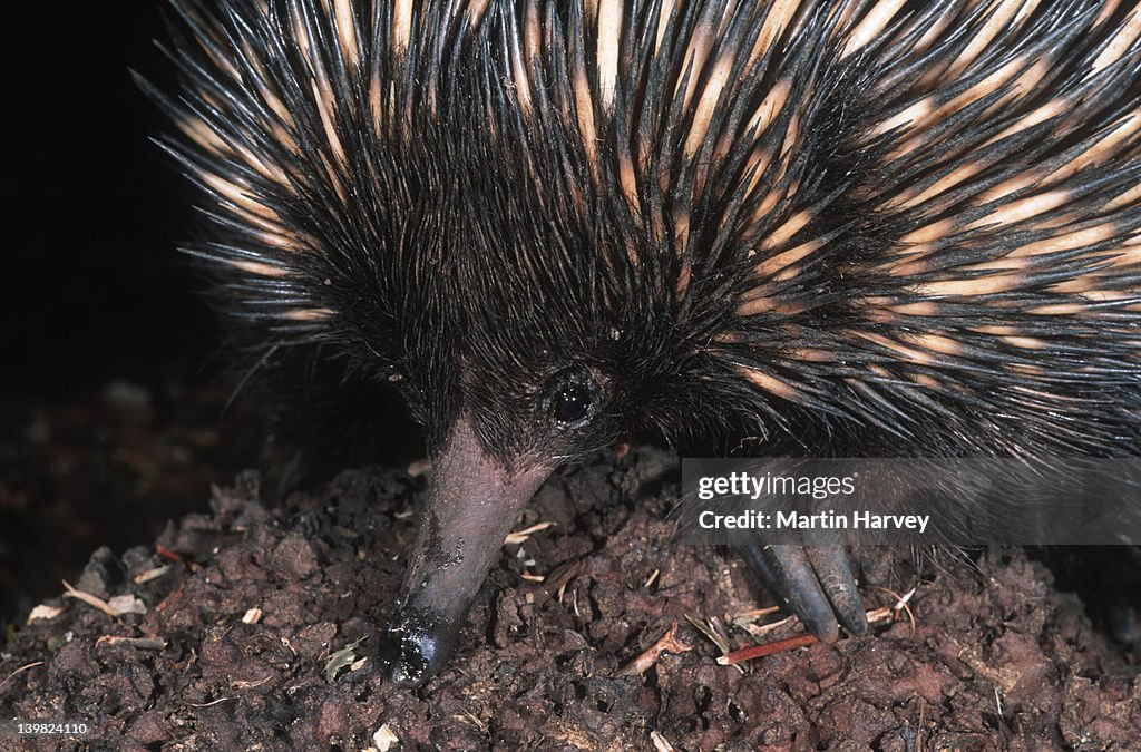 Short-beaked Echidna, Tachyglossus aculeatus, feeding on termites. An egg-laying mammal, Australia.