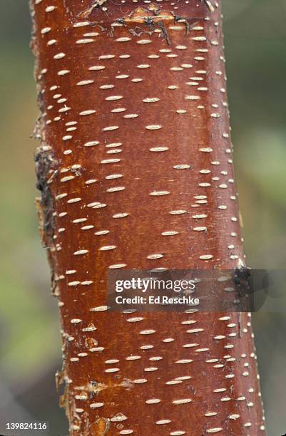 lenticels on paper birch, betula papyrifera. young stem. maine. usa - lenticel stock pictures, royalty-free photos & images