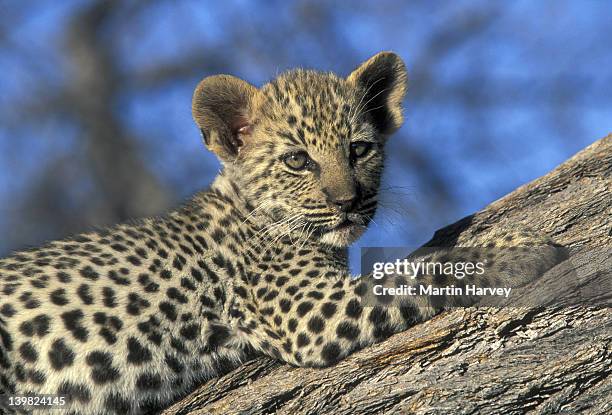 leopard cub in tree. two months old. panthera pardus. africa. - leopard cub stock pictures, royalty-free photos & images