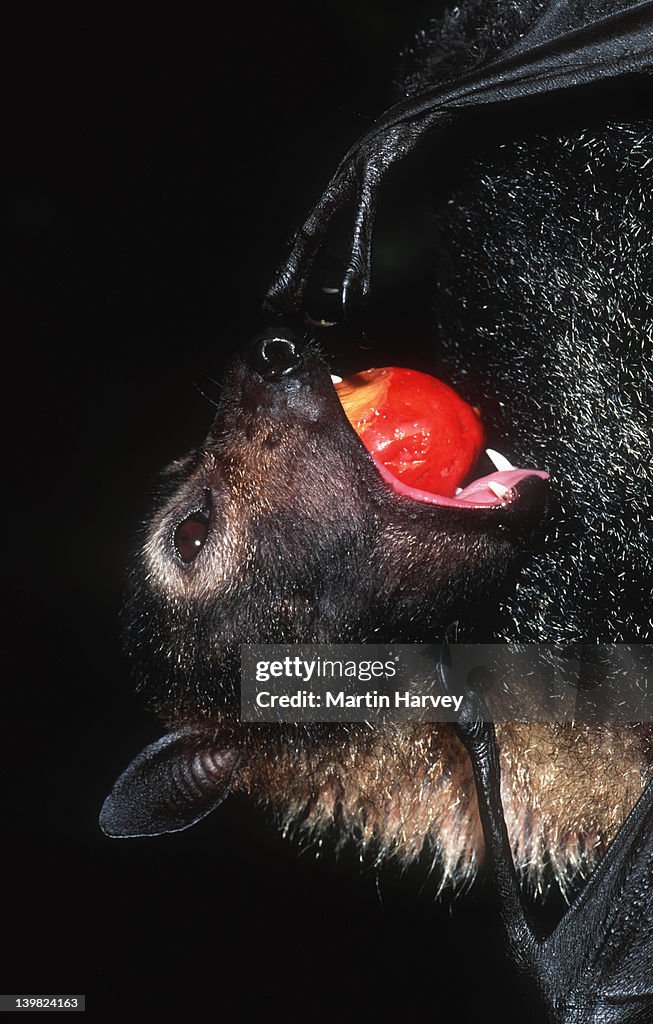Spectacled Flying-fox, Pteropus conspicillatus. Essential pollinator and distributor of rainforest plants. Australia.