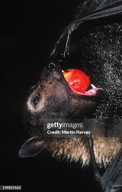 spectacled flying-fox, pteropus conspicillatus. essential pollinator and distributor of rainforest plants. australia. - fruit bat stock pictures, royalty-free photos & images