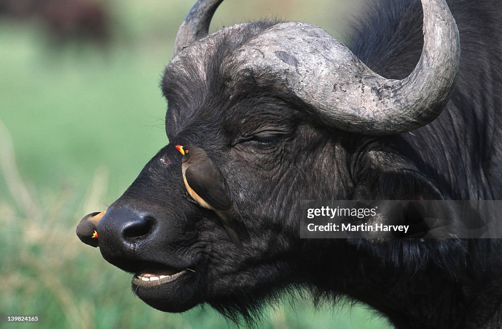 Cape Buffalo, Syncerus caffer, with yellow-billed oxpecker. Sub-Saharan Africa.