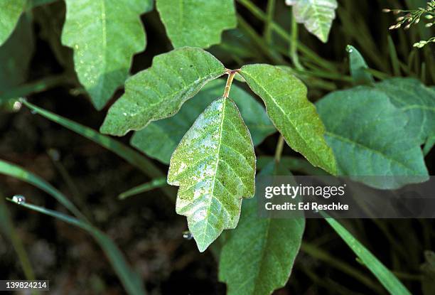 poison oak, rhus toxicodendron. sandy, xeric soils. southeastern us h - toxicodendron diversilobum stock pictures, royalty-free photos & images