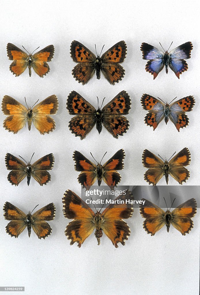COLLECTION OF RARE AND ENDANGERED FYNBOS ENDEMIC BUTTERFLIES, SOUTH AFRICA