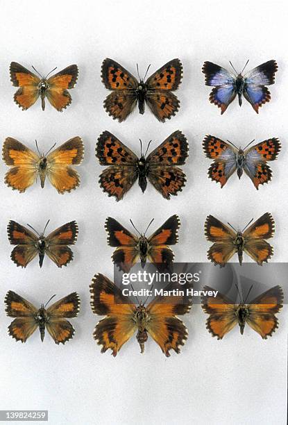 collection of rare and endangered fynbos endemic butterflies, south africa - specimen holder stock pictures, royalty-free photos & images