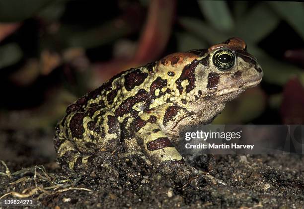 endangered and fynbos endemic western leopard toad, bufo pantherinus, south africa. distribution cape coast - bufo toad stock pictures, royalty-free photos & images