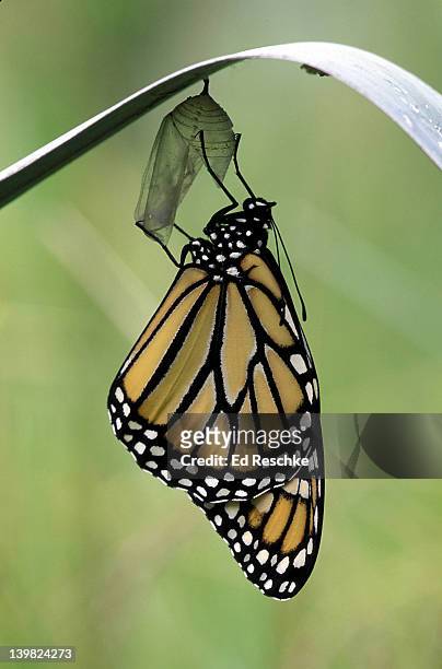 newly emerged monarch butterfly, danaus plexippus, clinging to chrysalis case. michigan. (si) sim to 221411 - butterfly milkweed stock-fotos und bilder
