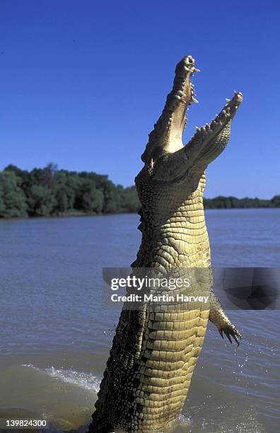 estuarine or saltwater crocodile, crocodylus porosus, jumping out of water to get food, adelaide river, australia - crocodile marin d'australie photos et images de collection