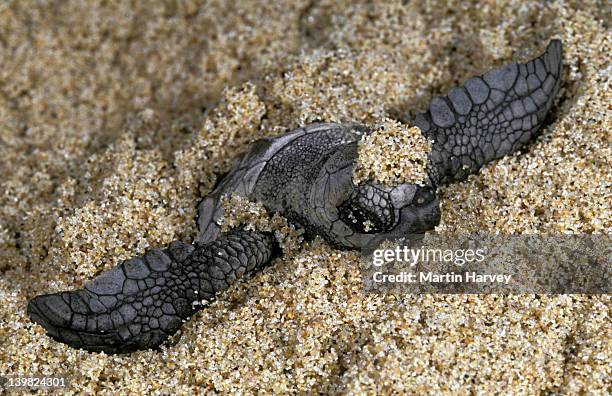 loggerhead turtle hatchling in sand. coming out of nest. caretta caretta. africa. - nido de tortuga fotografías e imágenes de stock