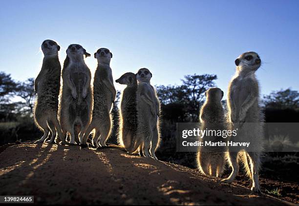 suricates (meerkats), suricata suricatta. start day with sunbath after cold night. kalahari desert, south africa - suricate photos et images de collection