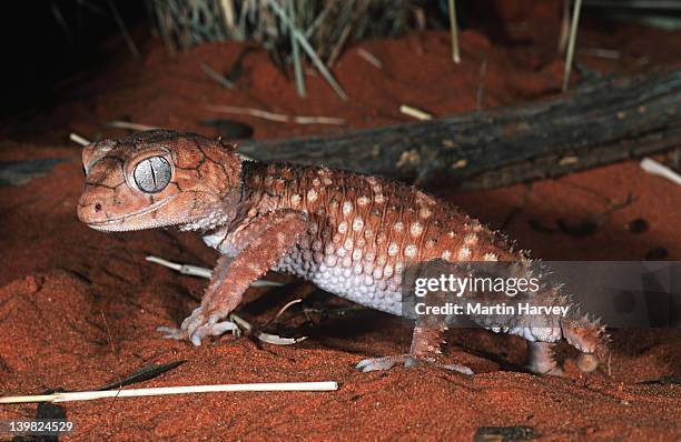 rough knob-tailed gecko. nephrurus amyae, large terrestrial gecko. australia - australian gecko stock pictures, royalty-free photos & images