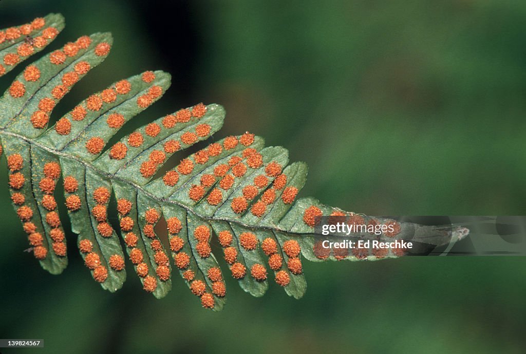 SORI OR FRUIT DOTS, COMMON POLYPODY FERN (POLYPODIUM VULGARR). MICHIGAN. SORI CONTAIN SPORANGIA THAT PRODUCE SPORES. H