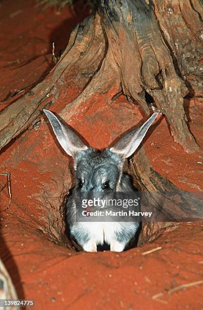 bilby, macrotis lagotis. rabbit-sized marsupial. endangered. australia - rabbit burrow stock pictures, royalty-free photos & images