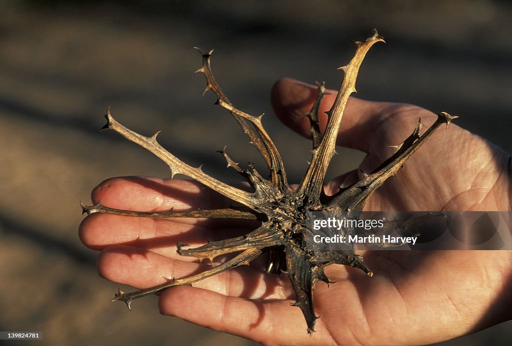 DEVIL S CLAW HARPAGOPHYTUM PROCUMBENS USED AS MEDICINE TO ALLEVIATE VARIOUS DISORDERS SOUTH AFRICA H