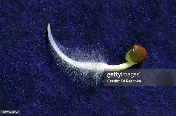 13 Root Hair Cell Photos and Premium High Res Pictures - Getty Images 13 Root Hair Cell Photos and Premium High Res Pictures - Getty Images
