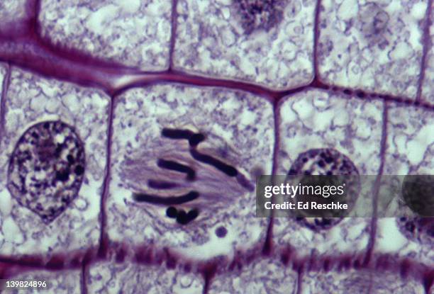 metaphase chromosomes. onion (allium) root, metaphase, mitosis. chromosomes lined along equator hematoxylin and feulgen stm. 5000x - mitosis 個照片及圖片檔