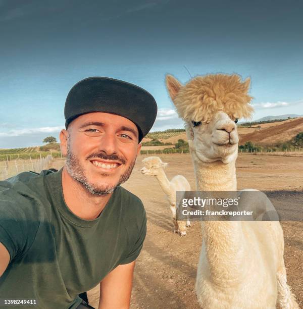 mann macht ein selfie mit einem alpaka - alpaka stock-fotos und bilder