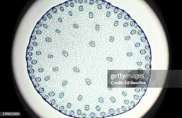 zea (corn). stem cross-section scattered vascular bundles herbaceous monocot. 7x - corn on black stockfoto's en -beelden