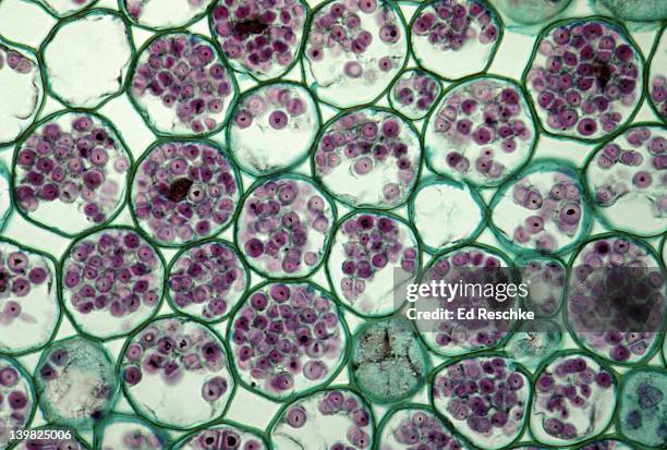 cortex of ranunculus root. parenchyma tissue with starch grains intercellular space. 100x - parenchyma stock pictures, royalty-free photos & images