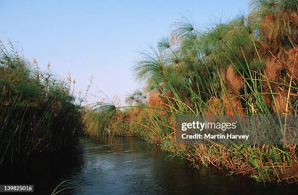 papyrus cyperus papyrus growing in the delta okovango, botswana africa & mediterranean â© m. harvey af_b_oko_010 - sedge stock pictures, royalty-free photos & images