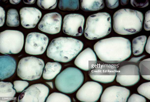 collenchyma, helianthus stem supporting tissue, note uneven thickening of the cell wall. 250x - plant cell stock pictures, royalty-free photos & images