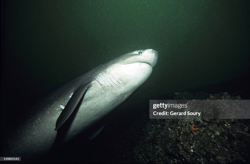 SIXGILL SHARK, HEXANCHUS GRISEUS, ON HIS SUMMER FIELD. SWIMMING UPWARD. VANCOUVER, BC, CANADA (*) H