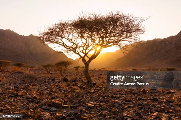 rocky desert in fujairah mountains at sunset, united arab emirates - fujairah bildbanksfoton och bilder