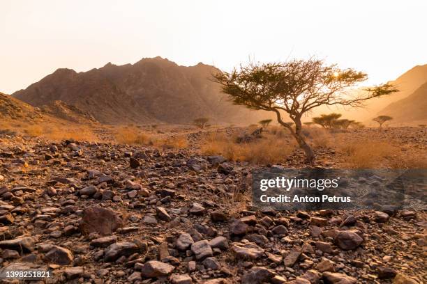 rocky desert in fujairah mountains at sunset, united arab emirates - fujairah bildbanksfoton och bilder