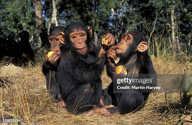 young chimpanzees eating apples. pan troglodytes. zambia. - chimpancé fotografías e imágenes de stock