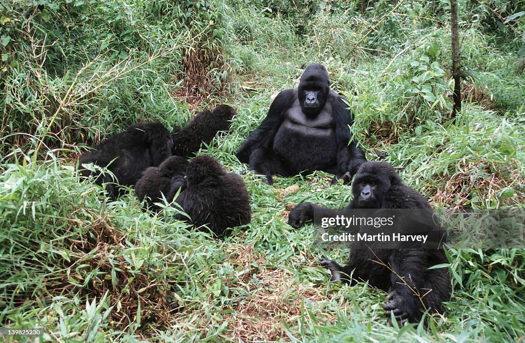 Mountain Gorillas, Gorillagorilla beringei. Family interaction during midday rest. Endangered.Distribution: Rwanda, Uganda,DRC (democratic republic of Congo) AF_GOR_M_029