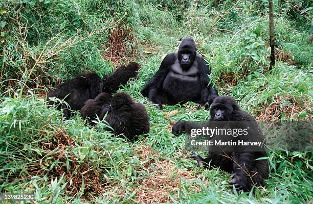 mountain gorillas, gorillagorilla beringei. family interaction during midday rest. endangered.distribution: rwanda, uganda,drc (democratic republic of congo) af_gor_m_029 - mountain gorilla stock pictures, royalty-free photos & images