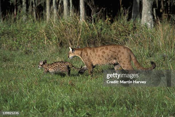 florida panther. adult and cub with spots. felis concolor. endangered. north america. - フロリダパンサー ストックフォトと画像