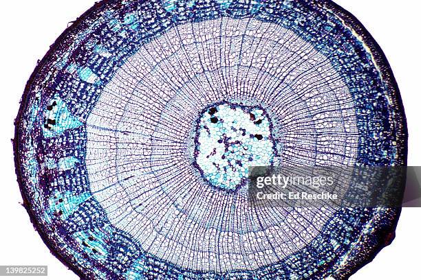 3 yr stem tilia (basswood) shows pith annual rings (3), cambium phloem, rays, periderm, cork. 10x h - siebteil stock-fotos und bilder