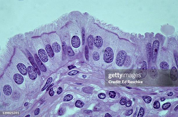simple ciliated columnar epithelium, fallopian (uterine) tube, human, 250x shows: cilia, columnar ciliated cells, basement membrane, and supporting connective tissue below. - fallopian tube stock pictures, royalty-free photos & images