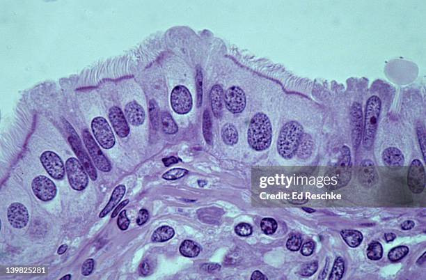 simple ciliated columnar epithelium, fallopian (uterine) tube, human, 250x shows: cilia, columnar ciliated cells, basement membrane, and supporting connective tissue below. - epithelium stock pictures, royalty-free photos & images