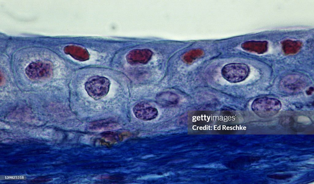 TRANSITIONAL EPITHELIUM, BLADDER, STRETCHED, 250X The cells near the surface are flatter than the underlying cells because the bladder is stretched. Underlying connective tissue is dark blue. Mallory stain.