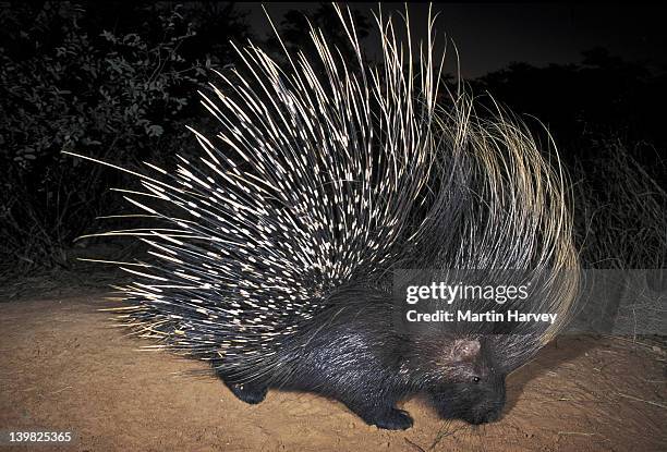cape porcupine (hystrix africaeaustralis). africa s largest rodent. namibia. africa - puercoespín fotografías e imágenes de stock