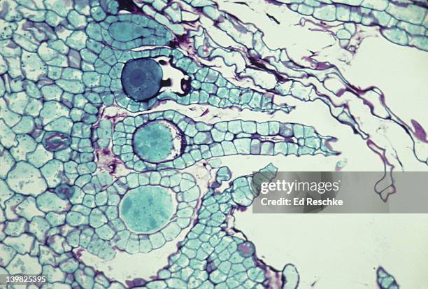 marchantia (liverwort). archegonia with egg. 100x - archegonia stock pictures, royalty-free photos & images