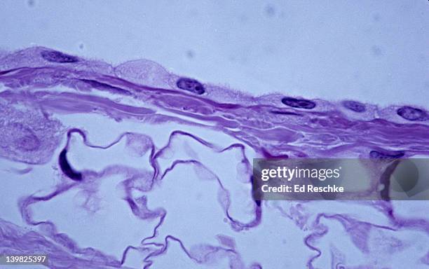 simple squamous epithelium (mesothelium), side or profile view, 250x. shows: the flatness of the squamous cells, nuclei, cytoplasm and cell membrane. found in the human omentum - simple squamous epithelium stock-fotos und bilder